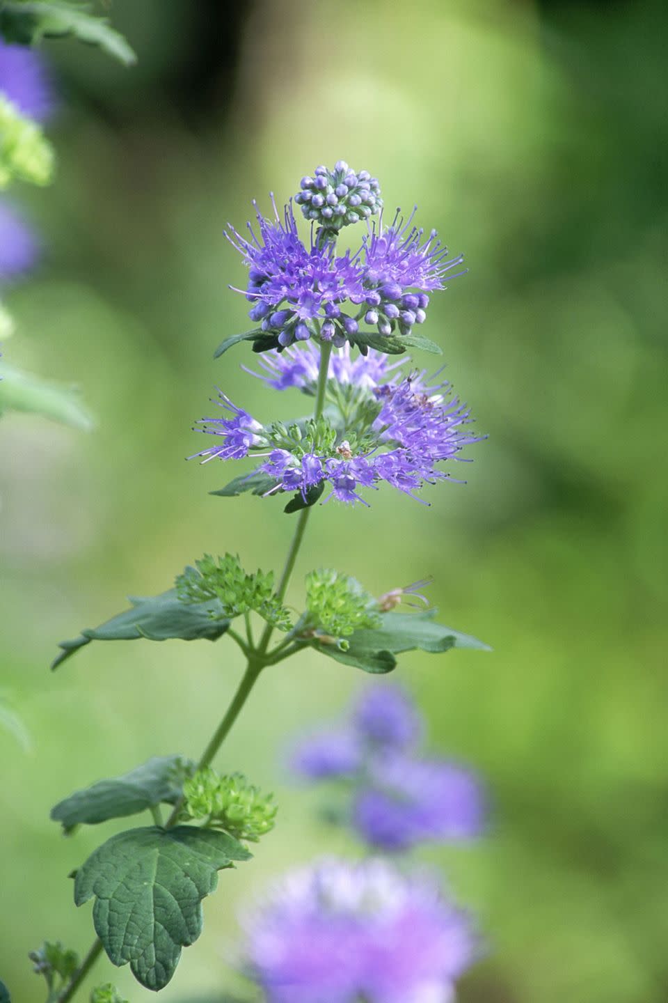 <p>Late summer and early fall bring the bright blooms of this shrub to your garden. <a href="https://www.provenwinners.com/plants/caryopteris/beyond-midnight-bluebeard-caryopteris-x-clandonensis" rel="nofollow noopener" target="_blank" data-ylk="slk:Caryopteris;elm:context_link;itc:0;sec:content-canvas" class="link ">Caryopteris</a> attracts pollinators, too. </p>