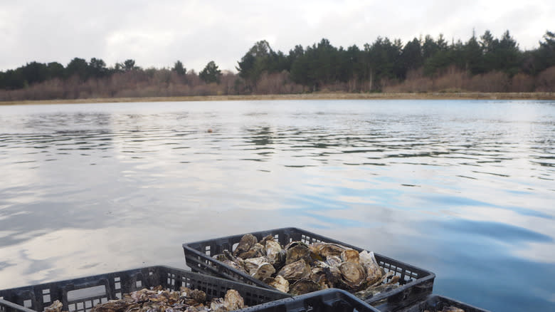 Oyster harvesting in France