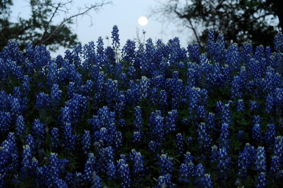 A full moon rises in the early evening over a crop of bluebonnets near the Regency Bridge in Mills County during the early spring of 2012.