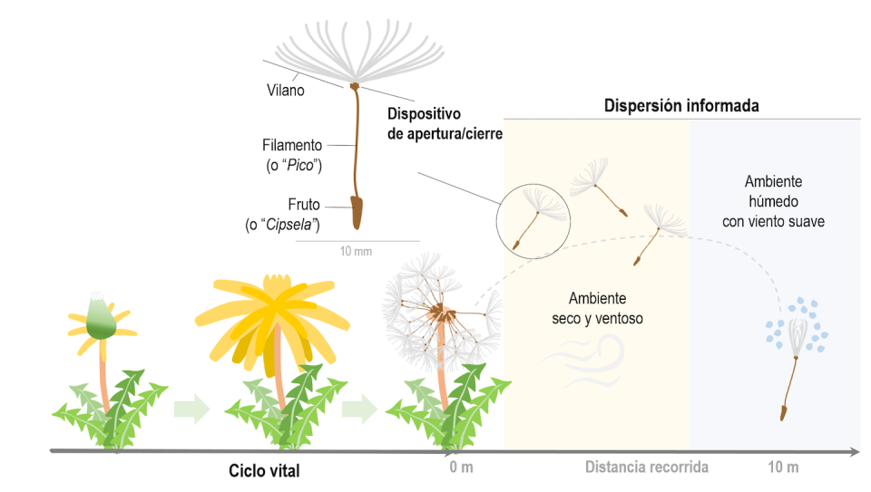 Dispersión informada del fruto del diente de león. La hidratación diferencial del dispositivo de apertura/cierre del vilano en respuesta a los niveles de humedad y viento permite el despliegue o agrupamiento de las cerdas del vilano. Author provided