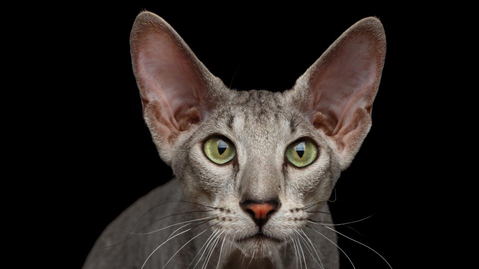 Peterbald