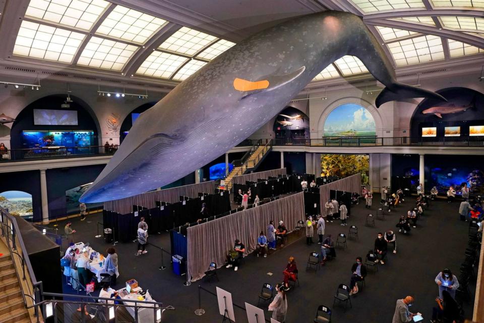 PHOTO: People rest in the observation area, at right, after receiving COVID-19 vaccinations under the 94-foot-long, 21,000-pound model of a blue whale at the American Museum of Natural History, in New York, April 23, 2021. (Richard Drew/AP)