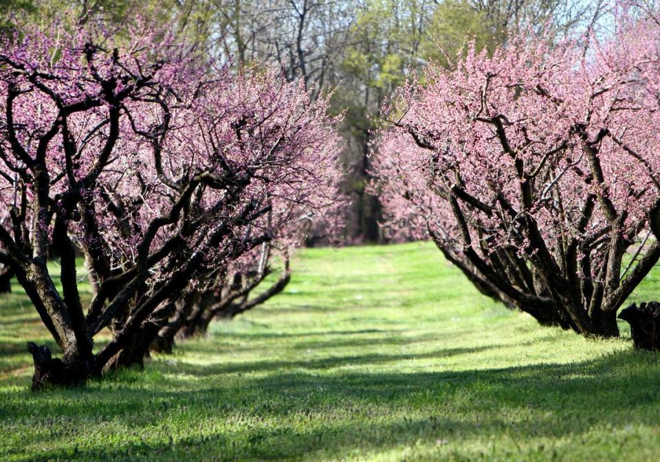 Peach trees bloom in the Spring at the Anne Springs Close Greenway in Fort Mill.