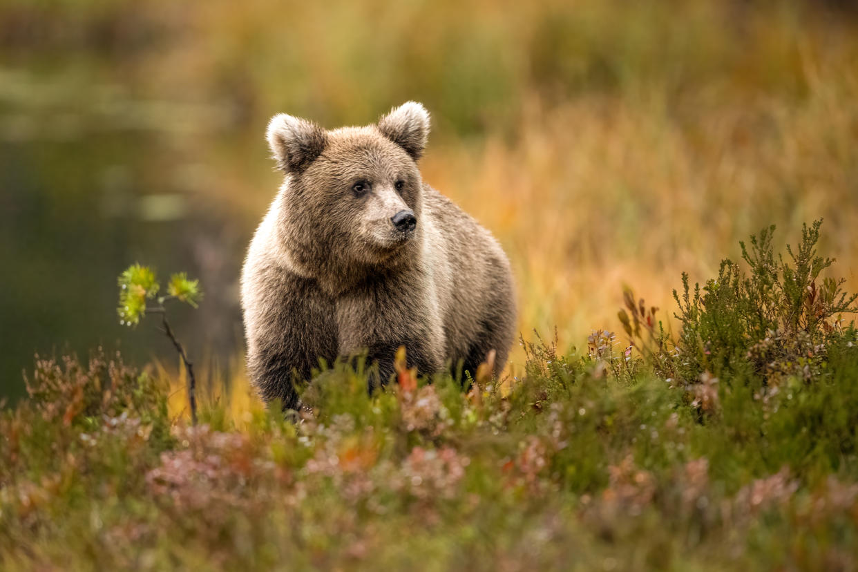 Die Polizei und Beamte der Wildschutzbehörde wurden am Mittwochmorgen zu einem Haus in Sierra Madre gerufen, nachdem ein Bär in ein Haus eingebrochen war und sich an den Lebensmitteln im Kühlschrank erfreut hatte.