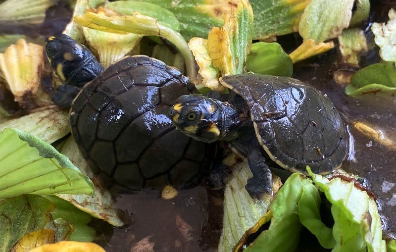Baby turtles revitalize Peruvian Amazon river after conservation care, in San Jose de Lupuna