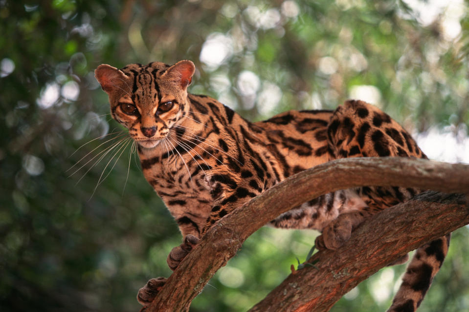 A clouded leopard is perched comfortably on a tree branch, looking directly at the camera amidst a lush, green, forested background