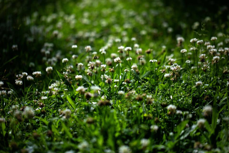 Flowering weeds, that have yet to be mowed, near Trailside Nature Center in Burnet Woods in 2022.