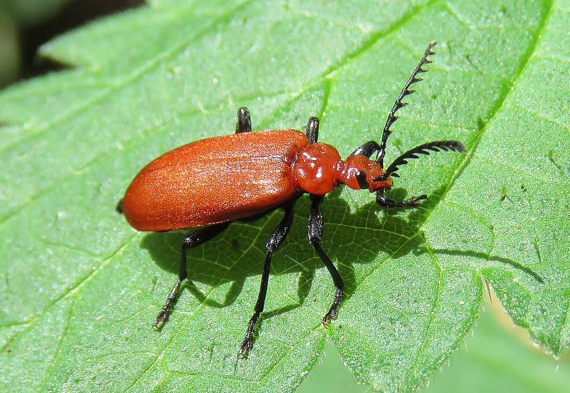 Cardinal beetles are native to Europe - and can be found in much of southern England