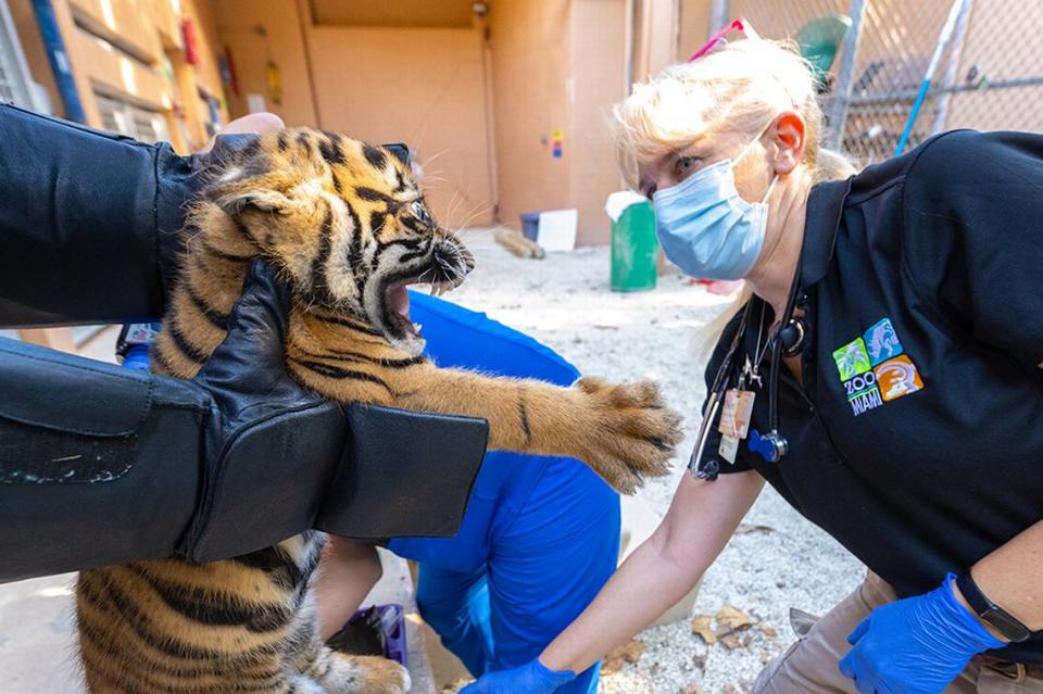 Zoo Miami veterinarians performed the Sumatran cub’s first physical exam and administered vaccinations on Nov. 7, 2023. “You will notice that as cute and adorable as the cub is, she is indeed a tiger and even at this very young age, clearly demonstrates her instinct as the wild animal that she is and the apex predator she will become,” zoo spokesman Ron Magill said. 