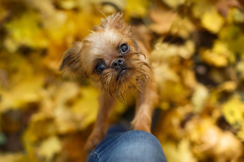 Brussels Griffon