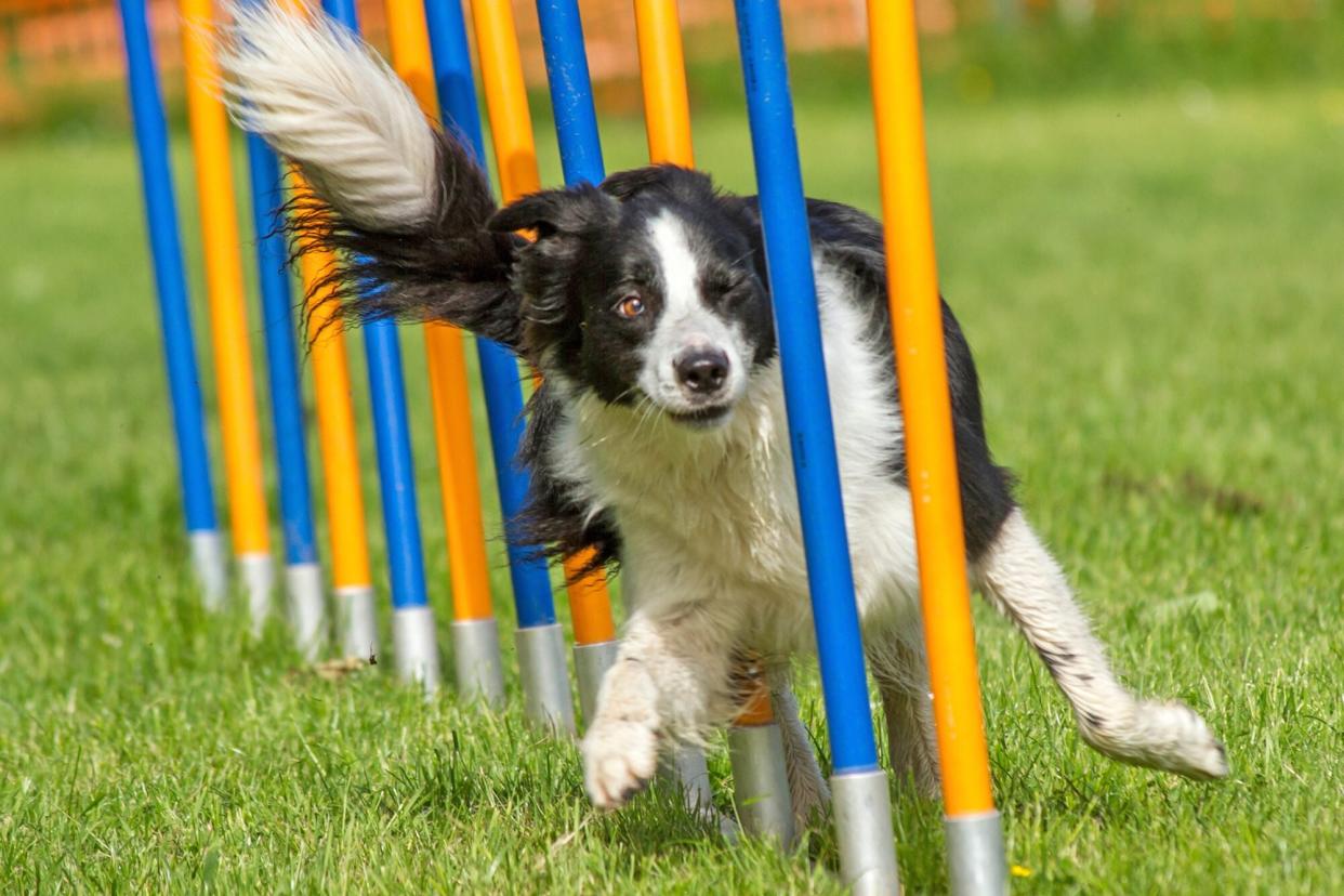 black and white border collie running an agility course; 2022 American Kennel Club Agility Champions