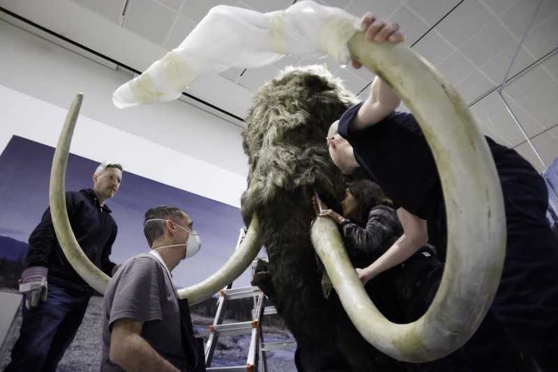 Workers assemble the head and tusks Monday of a life-size model of a woolly mammoth, one of the giants of the Ice Age, at the American Museum of Natural History in New York City. The woolly mammoth replica comes to NYC as part of new exhibition, "The Secret World of Elephants," opening November 13. Photo by John Angelillo/UPI