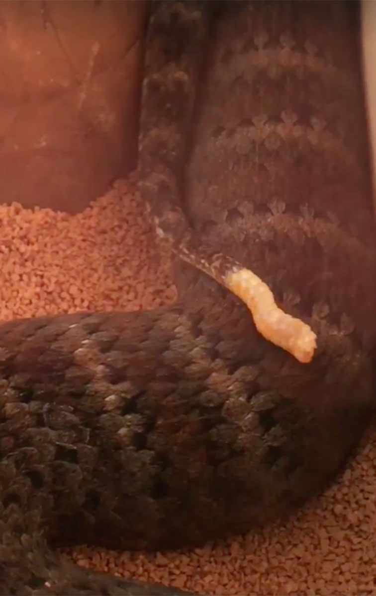 The snake catcher shared a video of his death adder’s tail wiggling, to show how it attracts its prey. Source: Brisbane North Snake Catchers and Relocation/ Facebook