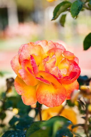 <p>Robbie Caponetto</p> This grandiflora ('Strike It Rich') has dark green leaves, a sweet perfume, and petals that look like they have been tie-dyed in rich yellows, reds, and pinks.