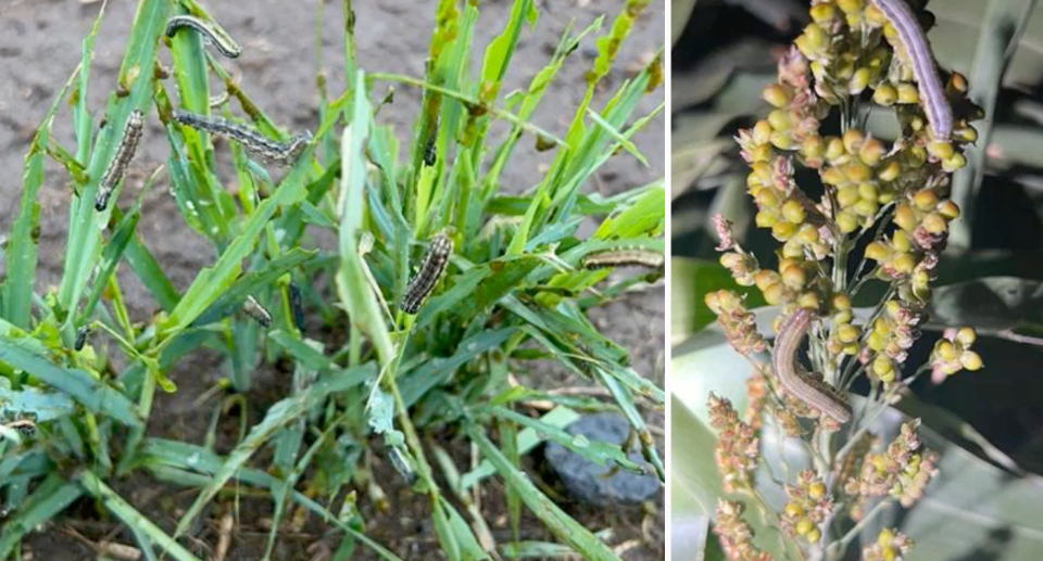 Fall armyworms are seen eating through cereal crops in Queensland. 