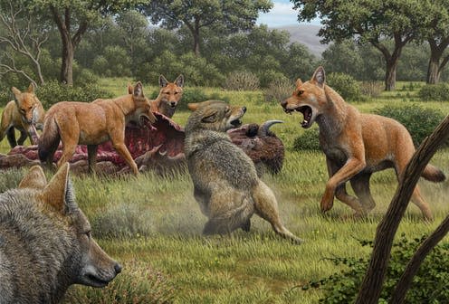 <span class="caption">North America during the late Pleistocene: a pack of dire wolves (red hair) are feeding bison while a pair of grey wolves approach in the hopes of scavenging.</span> <span class="attribution"><span class="source">Mauricio Antón</span>, <span class="license">Author provided</span></span>