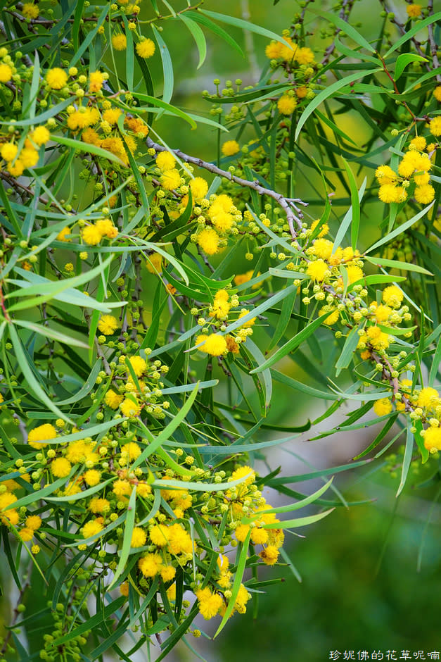 新竹縣寶山鄉｜桐花森林遇