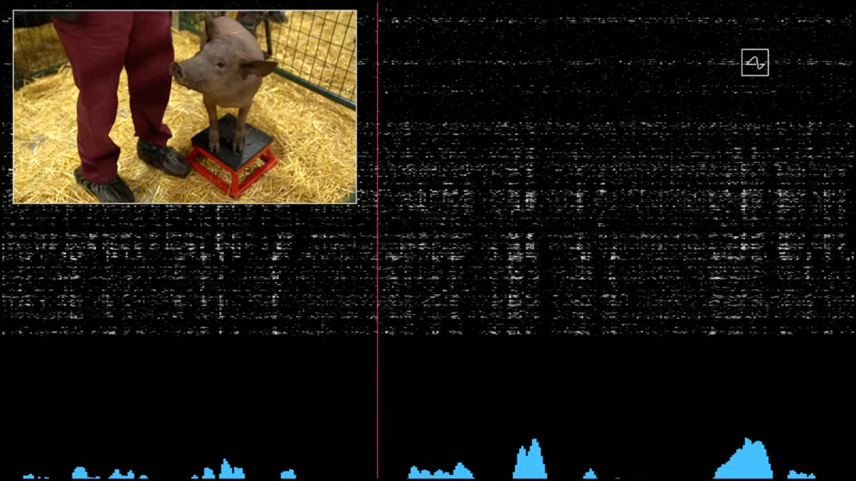 La cerda Gertrude y su actividad cerebral, la cual fue mapeada por un implante de Neuralink en una presentación de 2020. (Neuralink vía The New York Times)
