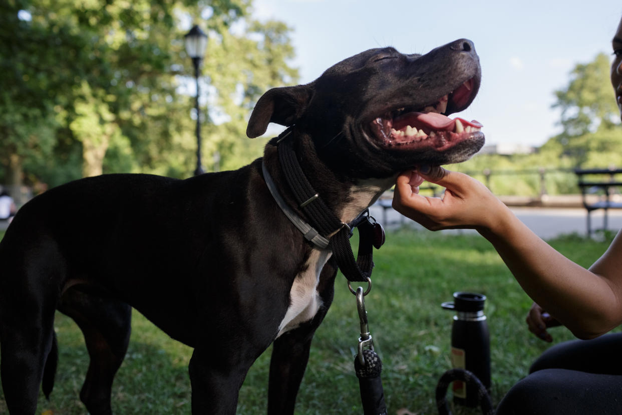 Un perro descansa a la sombra del calor del verano durante un paseo por Prospect Park en Brooklyn el 30 de junio de 2021. (Anna Watts/The New York Times)