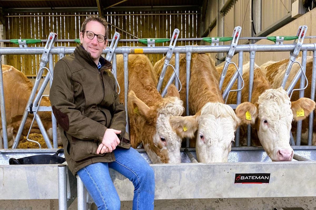 Sam Steggles, owner of the Goat Shed Farm Shop and Kitchen in Honingham, with his Simmental cattle <i>(Image: The Goat Shed)</i>