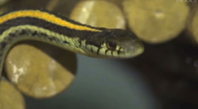 102 snakes were discovered in a basement. Photo: Supplied