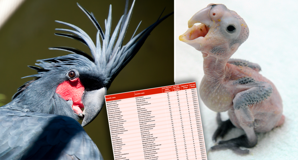 Left - an adult palm cockatoo. Right - a chick. Inset - a screenshot of the Red List