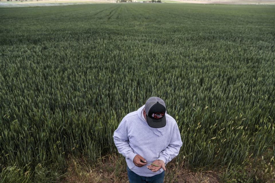 Farmer Paul Crawford picks a healthy wheat stock from a friend's farm to show what a properly irrigated plant looks like.