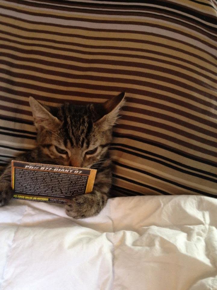 She prefers not to be disturbed during her bedtime reading.  (<a href="http://imgur.com/gallery/uM1u9">Image via Imgur</a>)