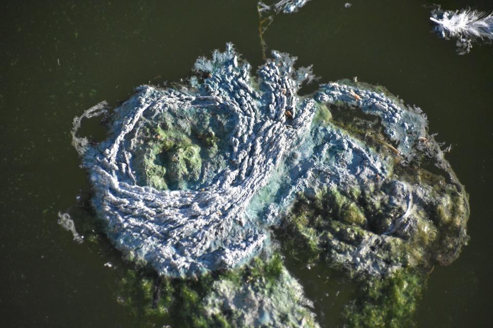 Blue-green algae, shown here in a July 2019 file photo, can cause an assortment of health problems in people.