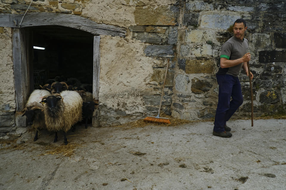 Shepherd Xavi Zia leaves the stables after milking his Latxa sheep, in the small Pyrenees town of Mezkiritz, northern Spain, Saturday, April 10, 2021. (AP Photo/Alvaro Barrientos)