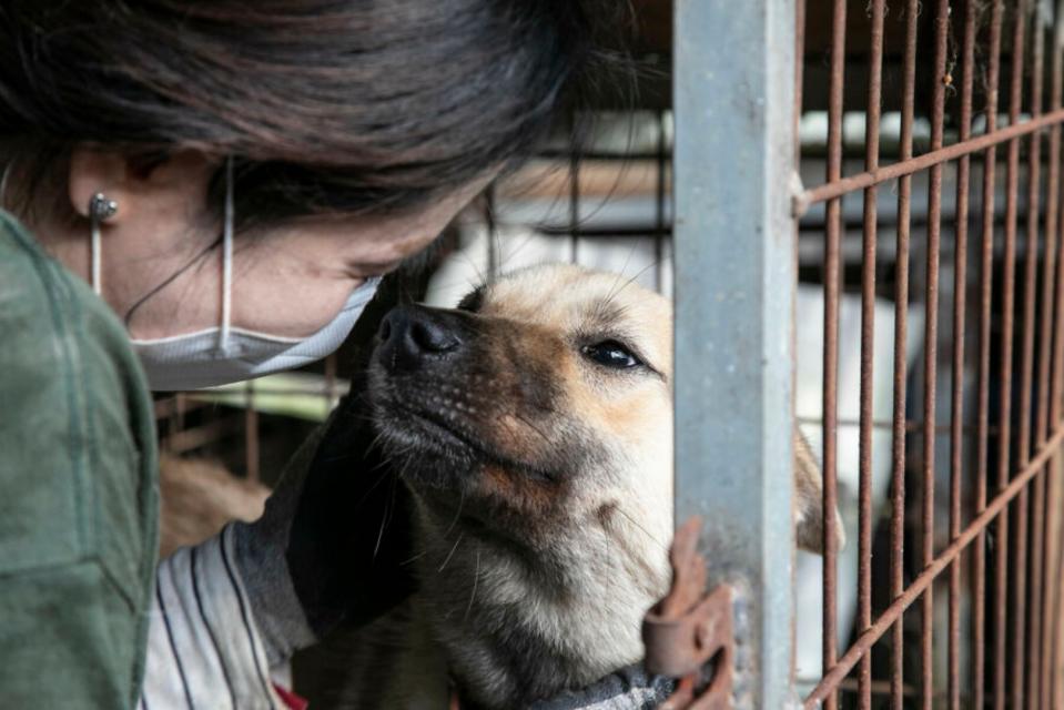 <p>El problema continúa en Corea del Sur, pero la labor de voluntarios como los de esta ONG salvando a estos perros es realmente conmovedora. (Foto: <a href="http://www.hsi.org/news-media/dog-meat-farm-16-closure/" rel="nofollow noopener" target="_blank" data-ylk="slk:HSI" class="link ">HSI</a>).</p> 