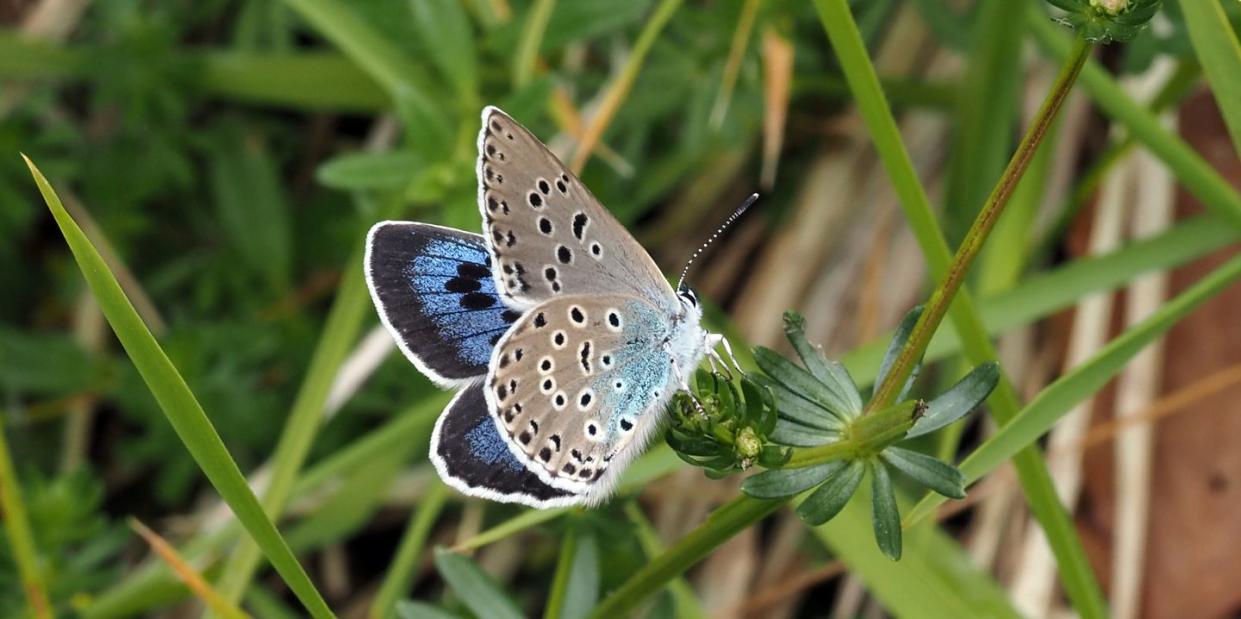 Photo credit: Sarah Meredith/The National Trust 