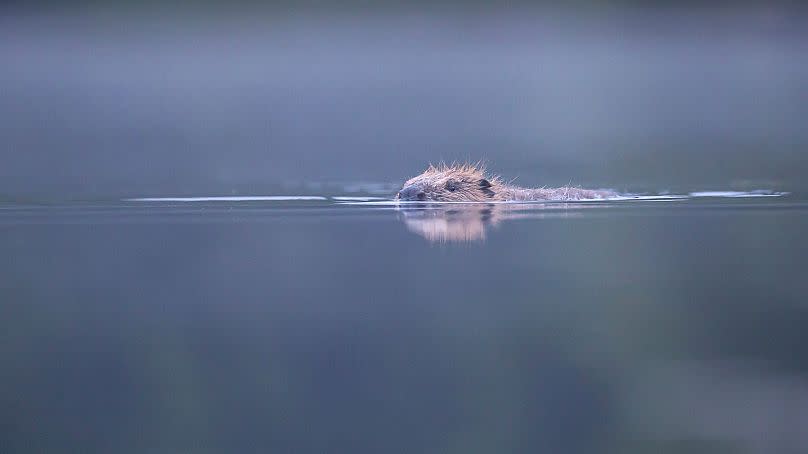 Beavers have been reintroduced to the Scottish wilderness.