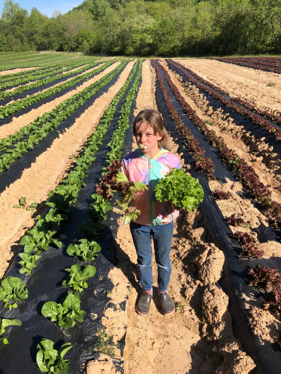 West Asheville farmer Steven Beltram's daughter taste-tests lettuce grown on land near Hominy Creek.