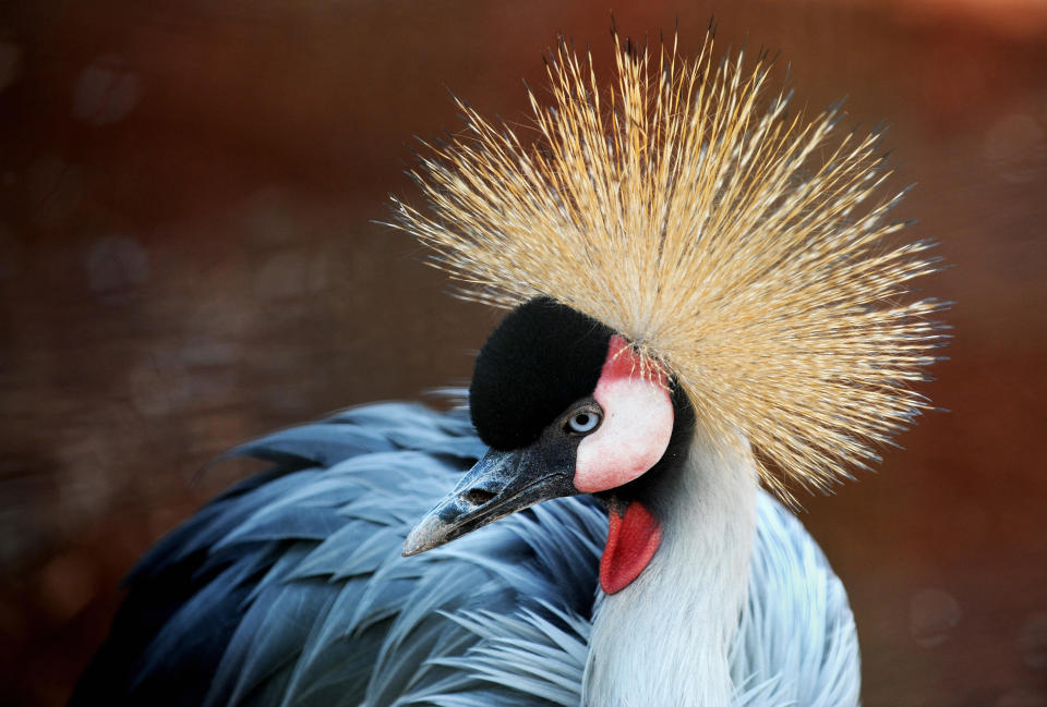 An East African Crested Crane looks is pictured while on display at the animal orphanage in Nairobi's National Park on October 3, 2008. The Grey Crowned Crane is about 1 m (3.3 ft) tall and weighs 3.5 kg (7.7 lbs). Its body plumage is mainly grey. The wings are also predominantly white, but contain feathers with a range of colours.     AFP PHOTO / Roberto SCHMIDT (Photo credit should read ROBERTO SCHMIDT/AFP via Getty Images)