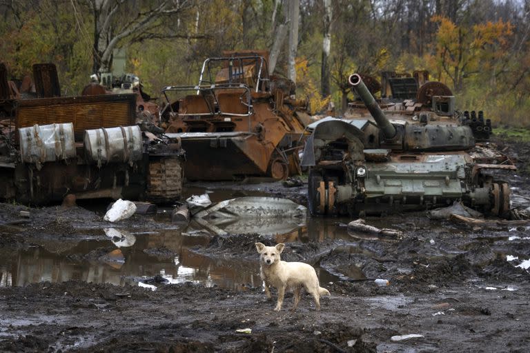 Un perro cerca de tanques rusos dañados en combates recientes, cerca de la aldea recuperada de Kamianka, región de Kharkiv, Ucrania, el 30 de octubre de 2022