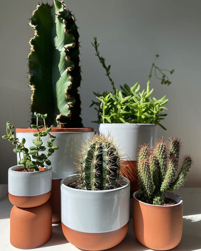 <p>Founded by Gynelle Leon, PRICK is London's first boutique entirely dedicated to cacti and succulents. if you're looking for high quality, low maintenance plants, head to <a href="https://www.prickldn.com/" rel="nofollow noopener" target="_blank" data-ylk="slk:prickldn.com;elm:context_link;itc:0;sec:content-canvas" class="link "><strong>prickldn.com</strong></a>. It's perfect, even for the not-so green-fingered. You can also buy beautiful plant pots and plant books.</p><p><a href="https://www.instagram.com/p/B-zdxLPJs0o/" rel="nofollow noopener" target="_blank" data-ylk="slk:See the original post on Instagram;elm:context_link;itc:0;sec:content-canvas" class="link ">See the original post on Instagram</a></p>