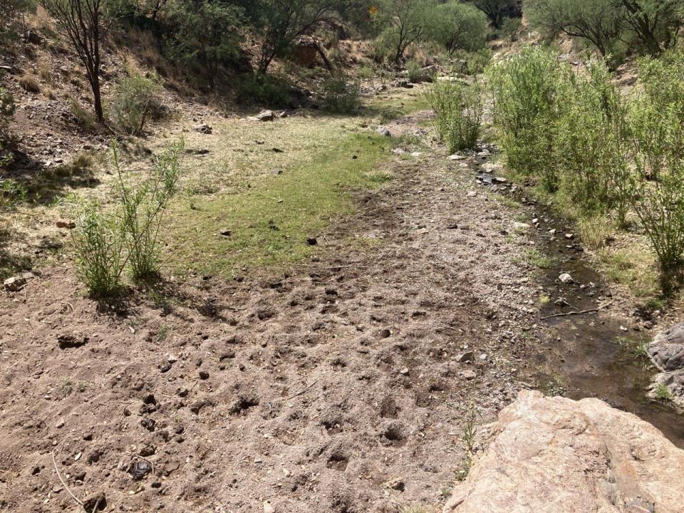 Hoofprints show evidence of cattle grazing in riparian habitat for western yellow-billed cuckoo in the Coronado National Forest.