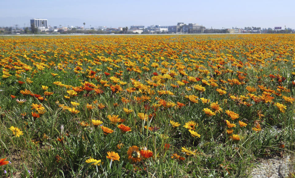 This Monday, March 18, 2019 photo provided by Los Angeles World Airports shows flowers in bloom between runways on the north side of Los Angeles International Airport, treating visitors to a rare visual spectacle. Heavy winter rains spawned the super bloom of flowers at the airport and elsewhere around California. The largest concentration of blooming flowers at the airport is on its north side between two runways that stretch for 10,880 feet (3,316 meters). (Los Angeles World Airports via AP)