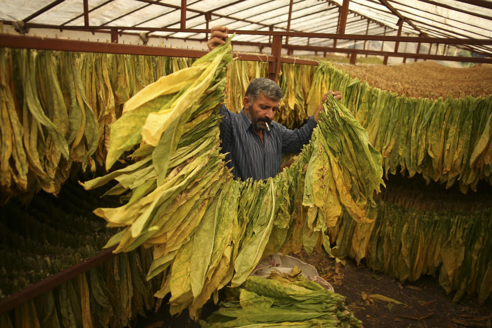 Bakiye Durmus hangs tobacco leaves to dry during the harvest season in Doganli village, Adiyaman province, southeast Turkey, Tuesday, Sept. 27, 2022. Official data released Monday Oct. 3, 2022 shows consumer prices rise 83.45% from a year earlier, further hitting households already facing high energy, food and housing costs. Experts say the real rate of inflation is much higher than official statistics, at an eye-watering 186%. (AP Photo/Emrah Gurel)