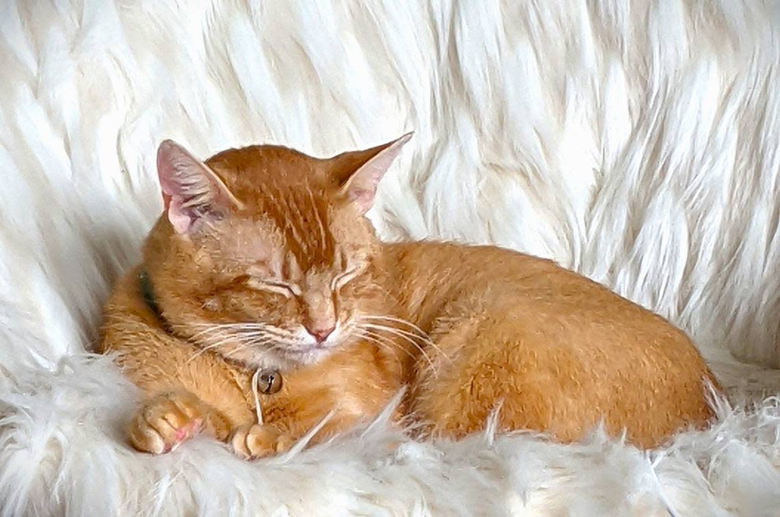 An orange cat naps on chair in Bellingham.