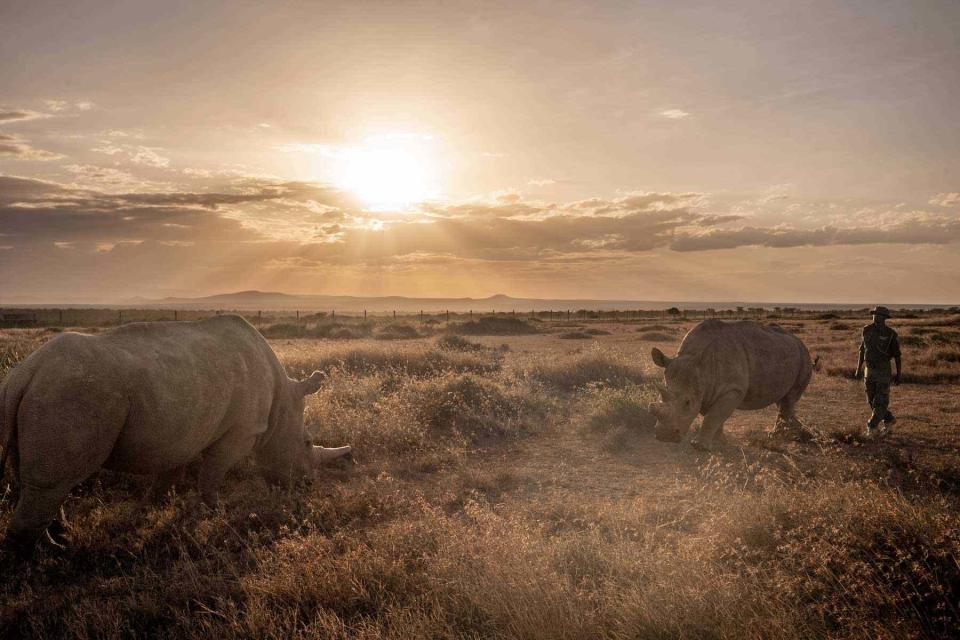 <p>Justin Mott/Courtesy of Ol Pejeta Conservancy</p> The world’s last northern white rhinos, Najin and Fatu, at Kenya’s Ol Pejeta Conservancy.