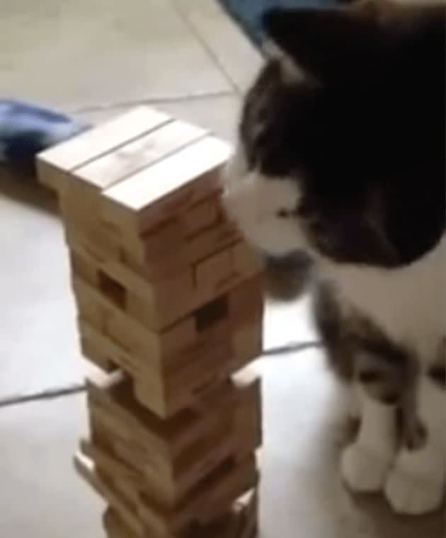 Moe the cat plays Jenga with his owner. Photo: YouTube