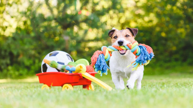 522 Dog Scales Stock Photos, High-Res Pictures, and Images - Getty Images