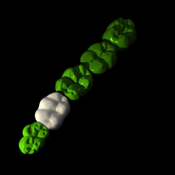 From the size of an isolated hominin tooth (in white), the sizes of the remaining primary teeth (in green) can be predicted using the inhibitory cascade. Illustrated here are the relative sizes predicted for the robust australopith <em>Paranthr</em>