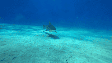 A single shark swims gracefully toward the camera in clear ocean water