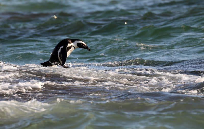 Endangered African penguin stands on a rock at Seaforth Beach, near Cape Town