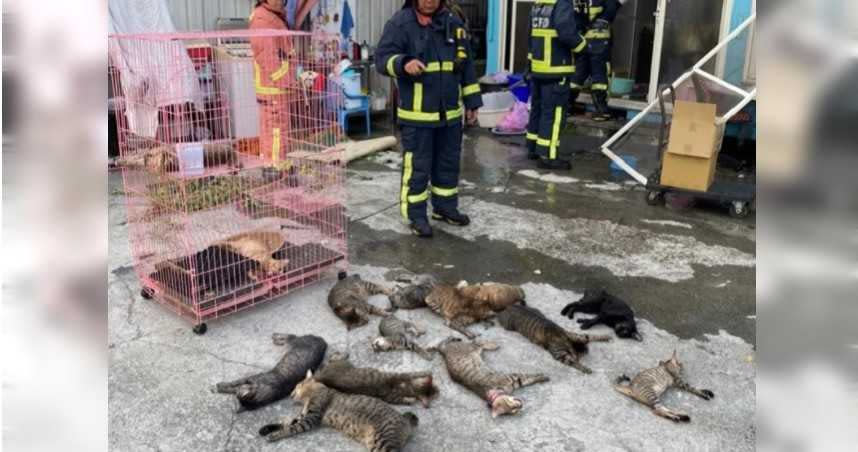 汽車美容廠今清晨發生火警，14隻貓被嗆昏，還有3隻因吸入大量濃煙而死亡。（圖／翻攝畫面）