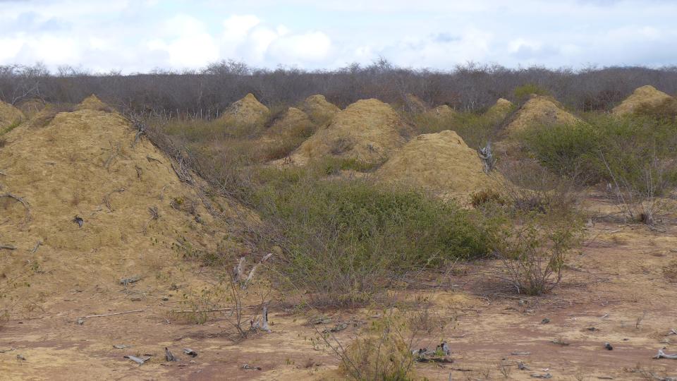 <p>Millions of termite mounds built by a single species are as old as the pyramids and cover an area bigger than Great Britain. </p>