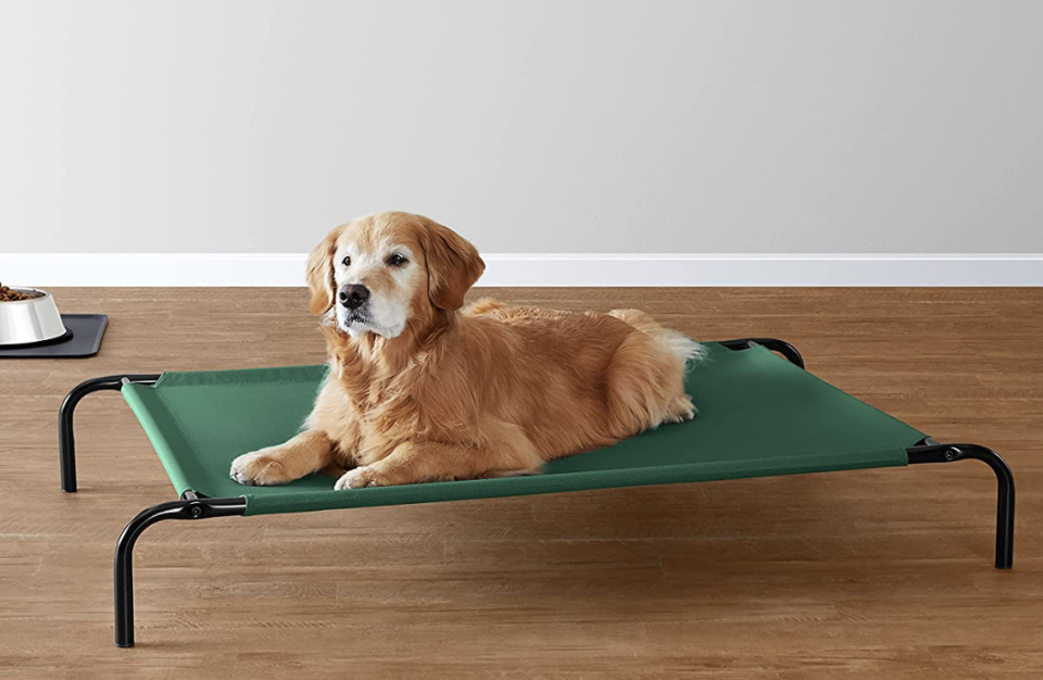 Cama elevada para mascotas de Amazon Basics. Foto: Amazon.com.mx